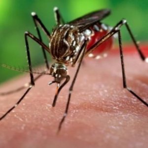 ALERTA: VAMOS PREVENIR A CHIKUNGUNYA NO RIO