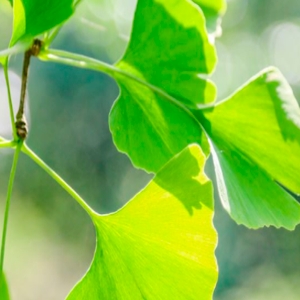 Ginkgo biloba - Cuidados pela Vida