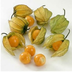 VOCÊ JÁ OUVIU FALAR EM CAMUPU (PHYSALIS ANGULATA)?  